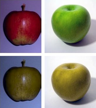 Une pomme rouge et une pomme verte (en haut), et simulation de la vision de ces mêmes pommes par un daltonien deutéranope (en bas).