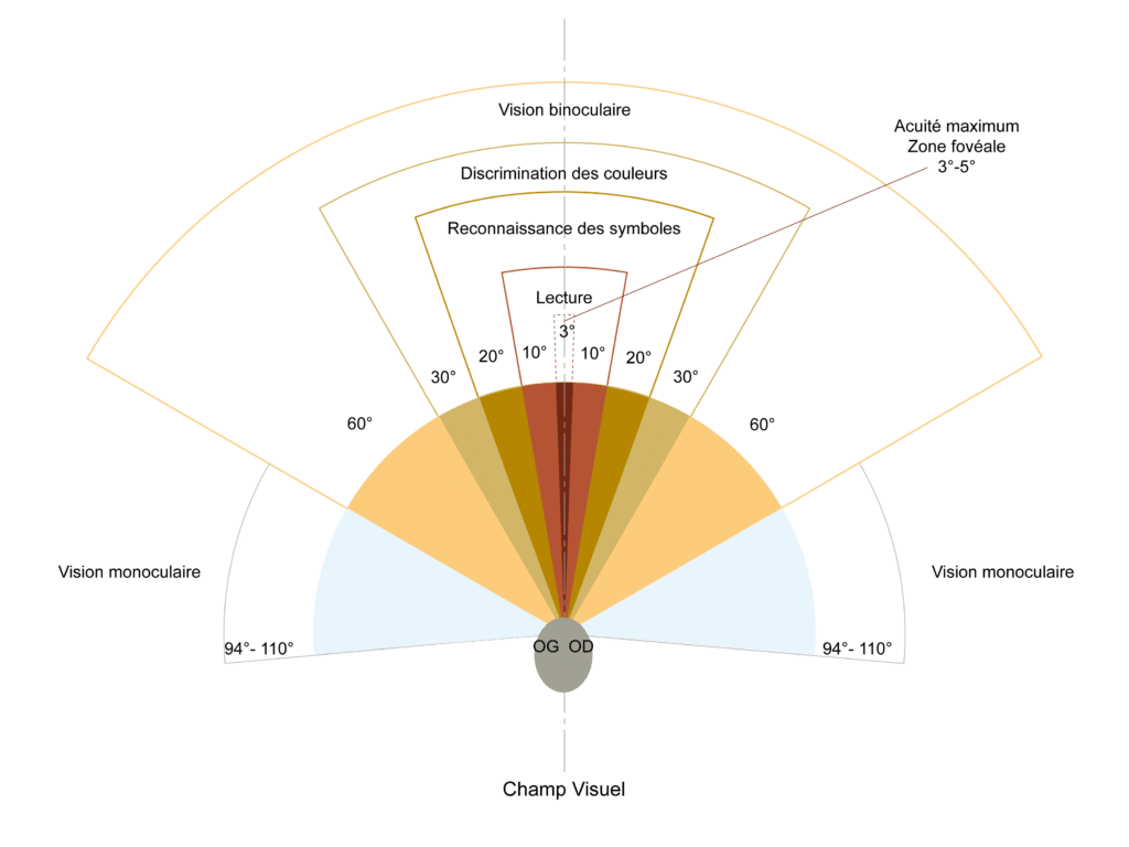 schéma du champ de vision