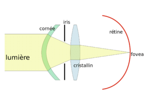 Modèle optique de l'oeil