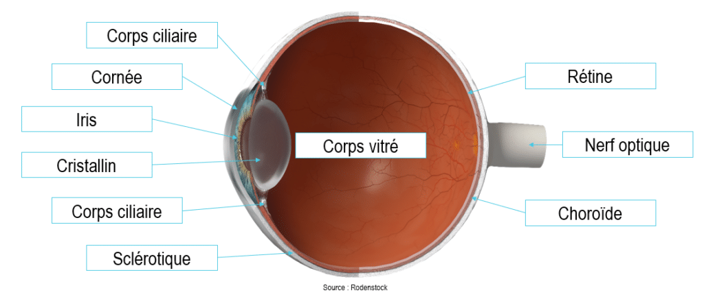 l'oeil, coupe transversale de l'oeil