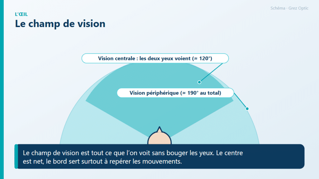 Schéma : Le champ de vision