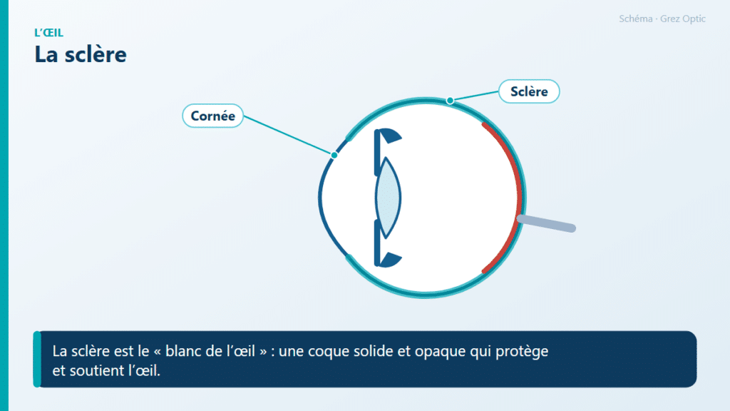 Schéma : La sclère