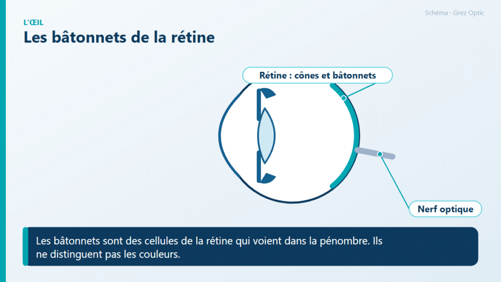 Schéma : Les bâtonnets de la rétine