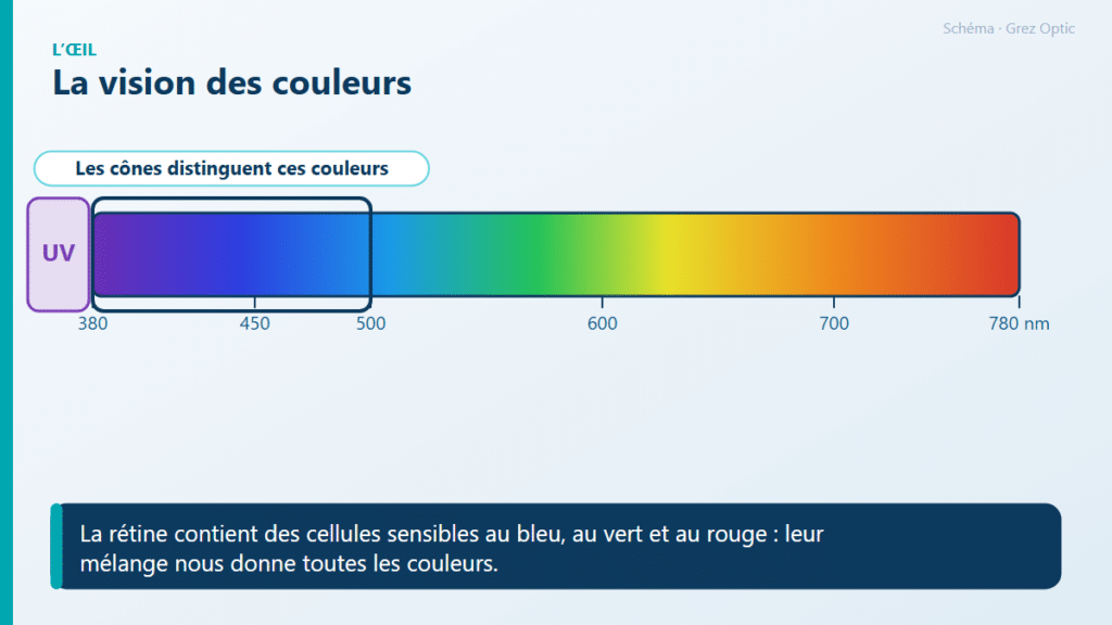 Schéma : La vision des couleurs